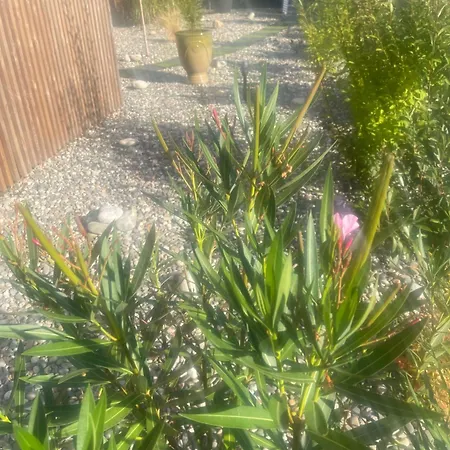 Les Libellules Bed & Breakfast Gemil